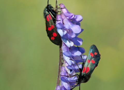 Six spot burnet moths (c) Ann Mitchell