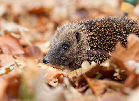 Hedgehog