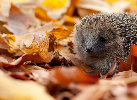 Hedgehog in leaves