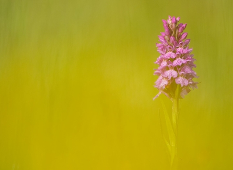 Spotted Orchid