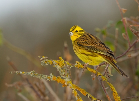 Yellowhammer