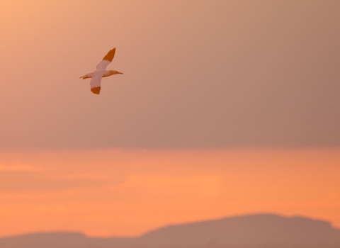 Gannet