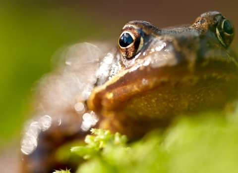 Common Frog