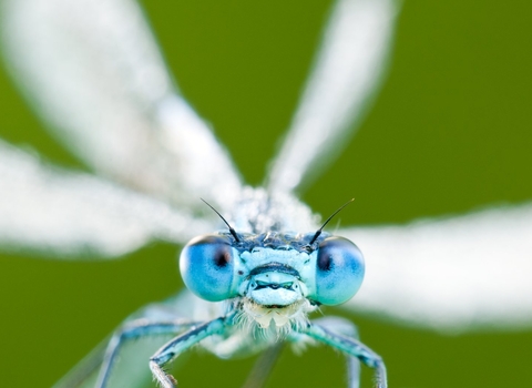 Damselfly