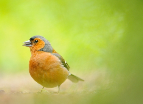 Garden Birds