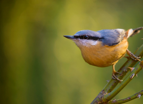 Nuthatch